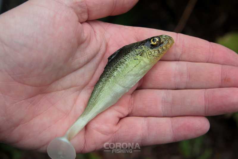 realfish jazgarz guma