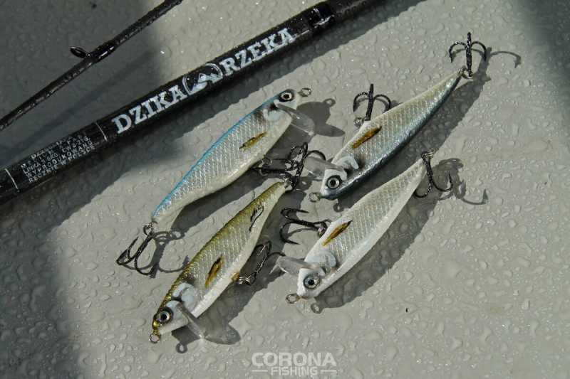 woblery na bolenia piotr mołdoch