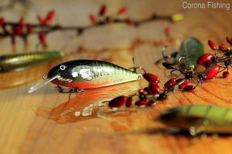 woblery pstrągowe ciernik