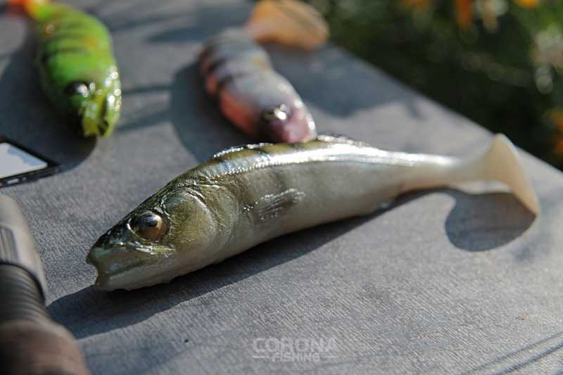 gumy tomasz miernik tm