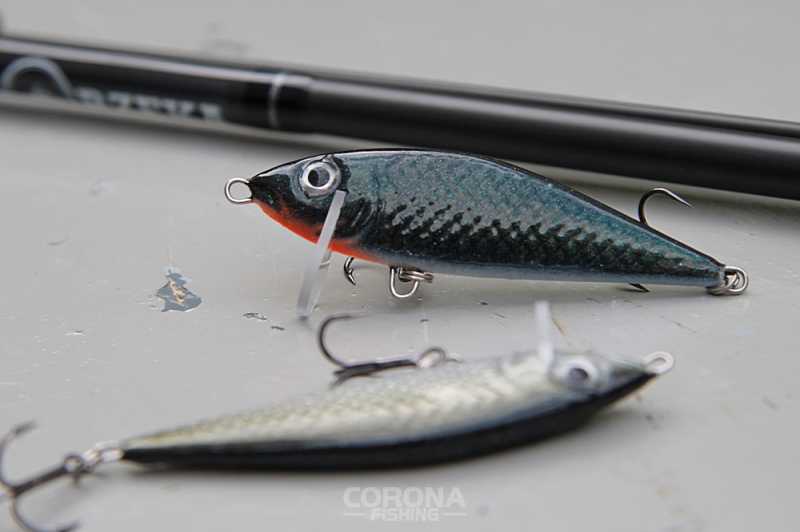 bielik na bolenia fokus