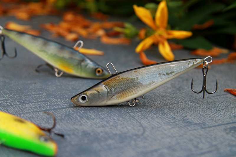 woblery cykady sandacz boleń