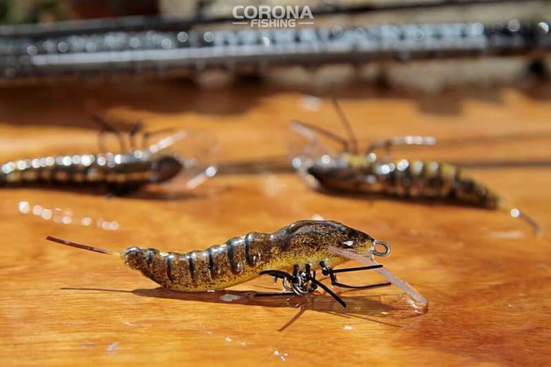 wobler larwa żółtobrzeżek