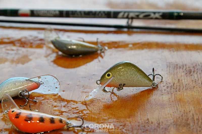 skuteczny wobler na klenie