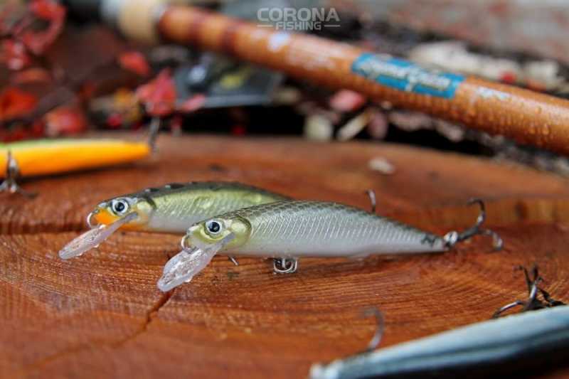 przynęty na nocnego sandacza 