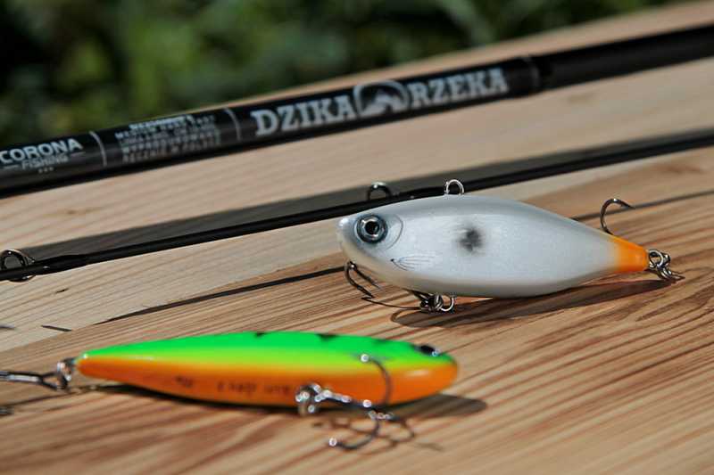 woblery cykadowe aspi