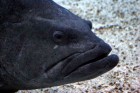 Sebek