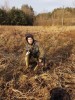 indianer 