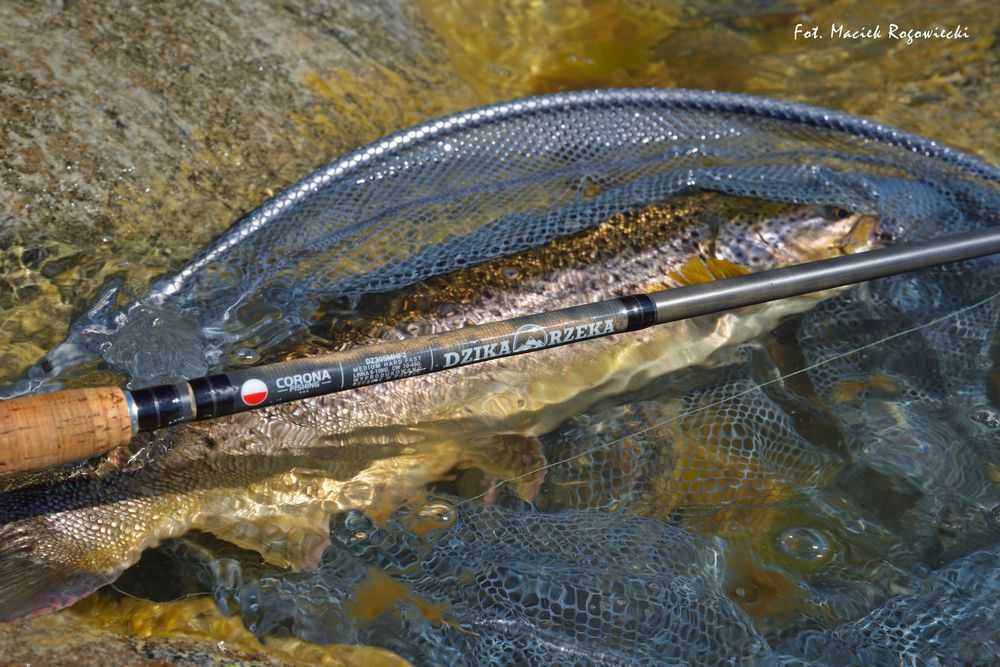 Jaki zestaw na spinning? Skomponuj idealny z Corona Fishing!